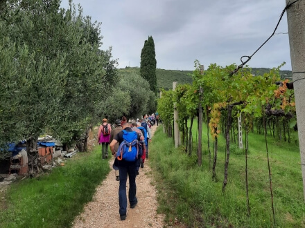 Participants during Valpolicella wine walking tour