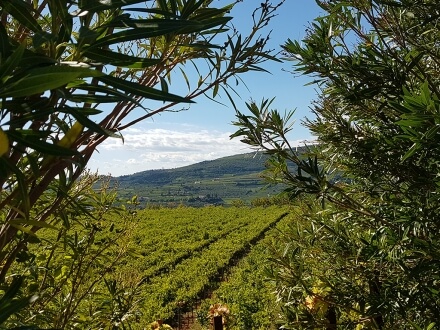 Valpolicella vineyards